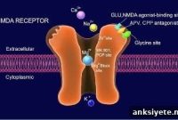 Brain Receptor Discovery Could Lead to Neurological Treatments