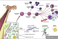 Engineered Stem Cells Could Lead to ALS Treatment