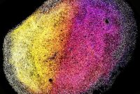 Human Fetal Tissue Generates Self-Organizing Brain Organoids