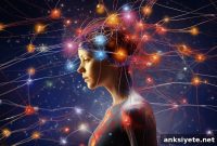 Researchers Map Brain Navigation Circuits