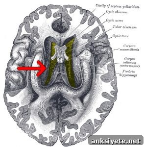 The image highlights the location of the corpus callosum in the brain.