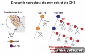 This is a diagram of the drosophila neuroblast mentioned in the article.