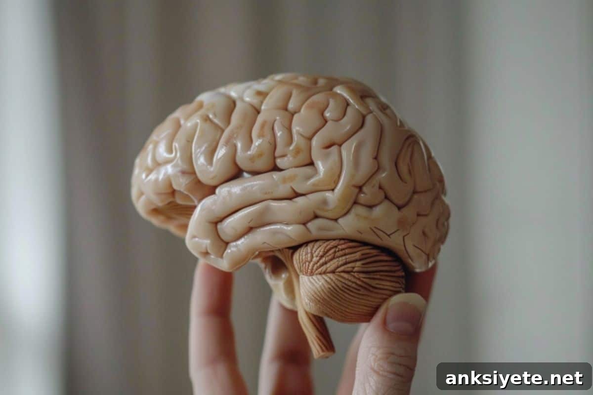 This shows a brain.