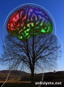 The image shows a brain attached to a tree in day time.