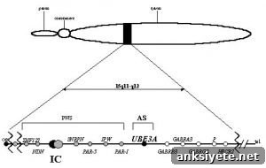 Prader-Willi Symptoms: Circadian and Metabolic Gene Disruption 2 Genetic map of the chromosome 15q11-q13 region associated with Prader-Willi syndrome