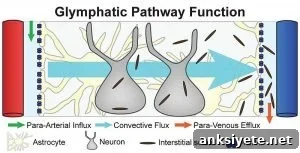Glymphatic System Could Unlock New Alzheimer's Treatments 2 A schematic illustrating the anatomical components of the glymphatic clearance pathway.