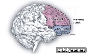 This is a diagram of the prefrontal cortex.