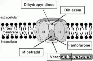This is an illustration of an L-type calcium channel.