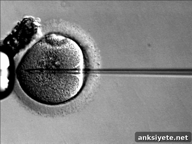 This image shows an ICSI procedure with a sperm injection into the oocyte.