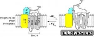This image shows the structural alterations of the TIM23 channel. The caption best describes the image.