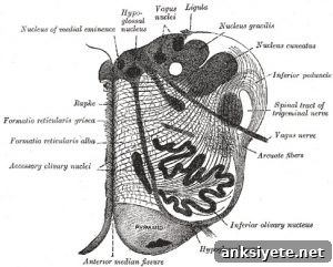 Section of the medulla oblongata at about the middle of the olivary body.