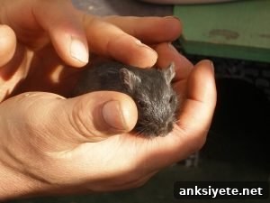 A hand holding a mouse.