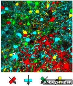 Ultrasensitive Calcium Sensors Reveal Hidden Neuronal Activity 2 Measurement of activity across a population of neurons in the mouse visual cortex.
