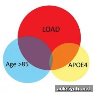 This is a diagram of the gene expression change in the brain. The caption best describes the image.