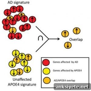 This is a schematic of the Alzheimer's gene expression.