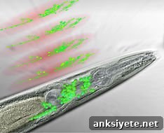 By “sculpting” the three-dimensional distribution of light, the researchers were able to record the activity of 70% of the neurons in a worm’s head with high spatial and temporal resolution.