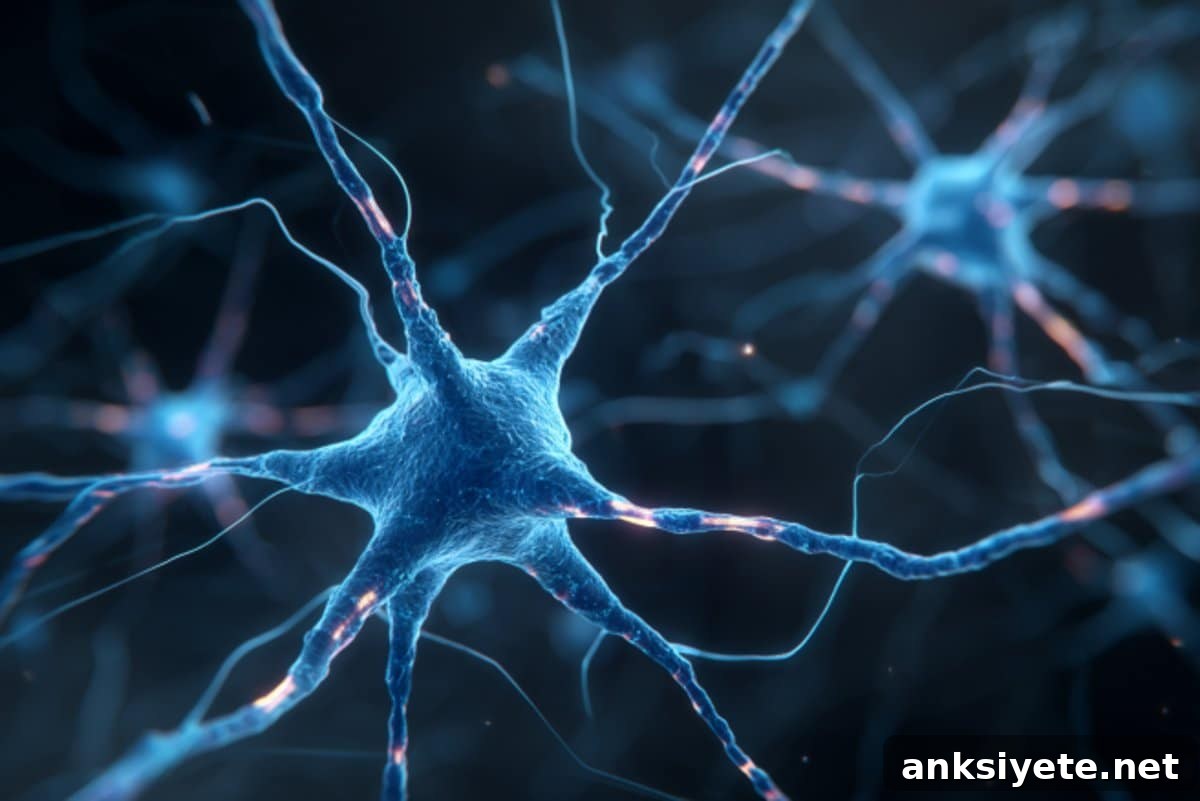 This shows neurons.