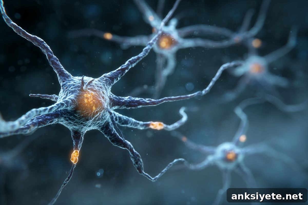 This shows neurons.