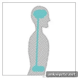 New Study Maps Brain Circuit That Drives Overeating 2 This drawing is a human outline with a brain and stomach connection shown.