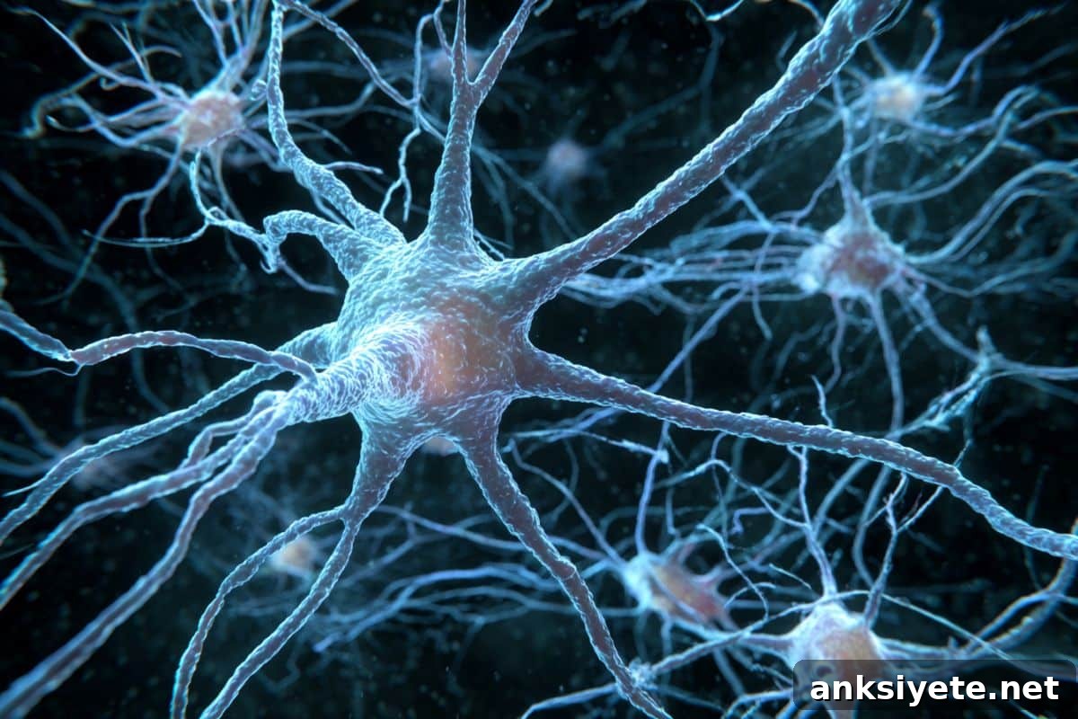 This shows neurons.