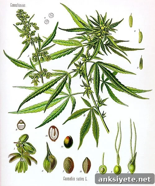The illustration is of the cannabis sativa plant.