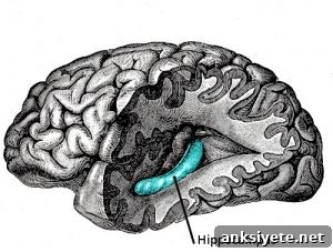 This image shows the location of the hippocapmus in the brain.