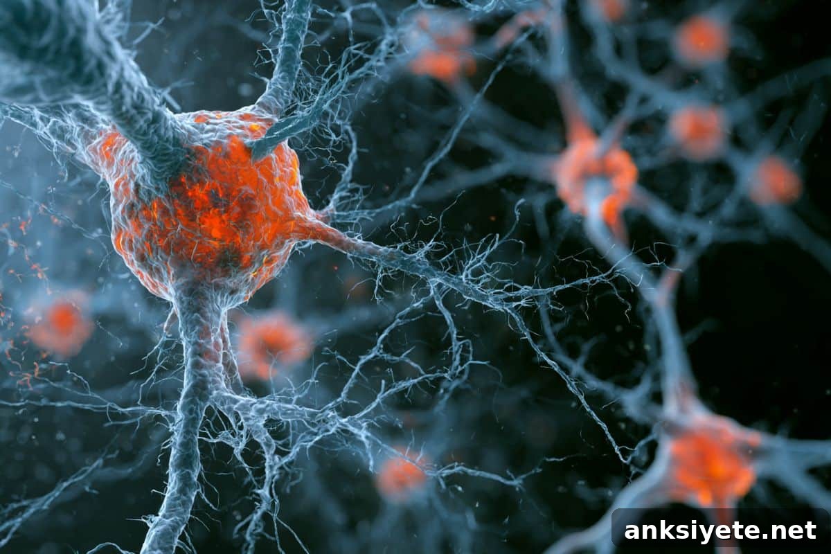 This shows neurons.
