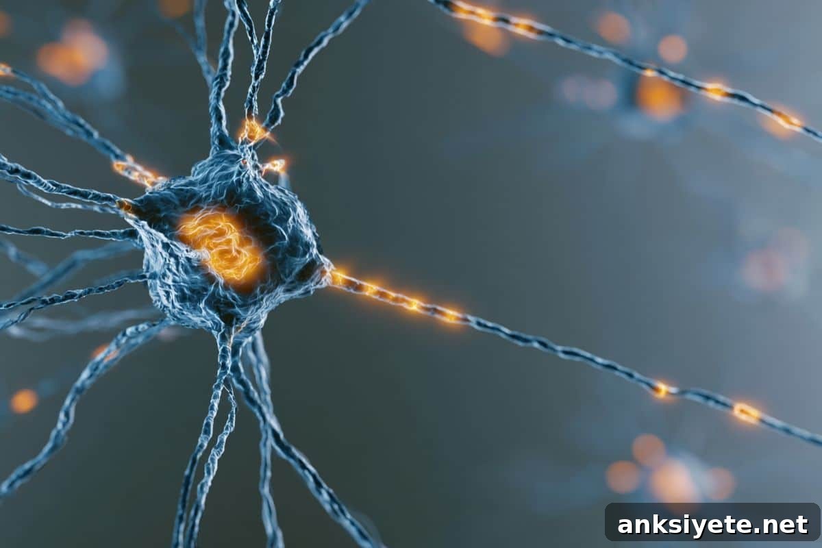 This shows a neuron.