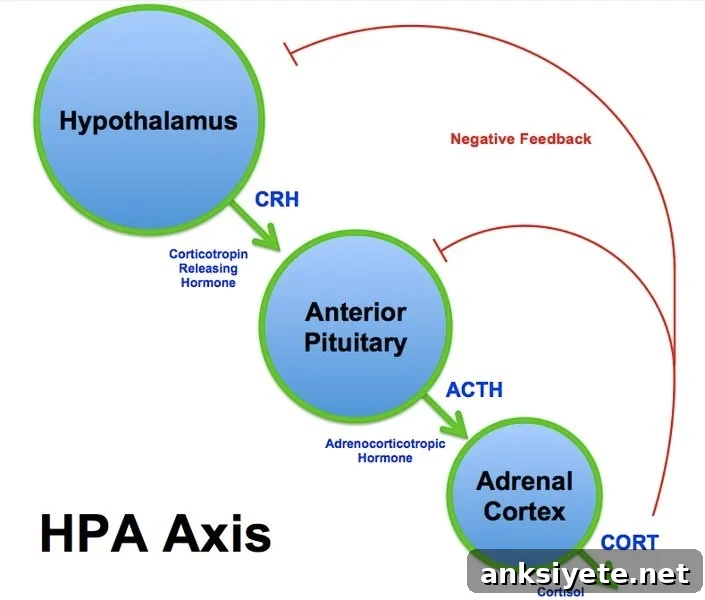 Hunger Hormone Ghrelin Primes the Brain for PTSD, Study Finds 2 This is a diagram of the HPA axis.