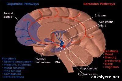 This image shows the serotonin pathway in the brain.