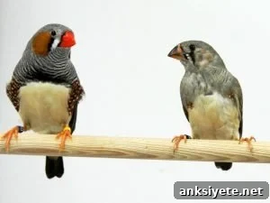 The image shows an adult male zebra finch with a juvenile male. 