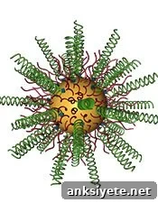 Nanoparticles interfering with RNA