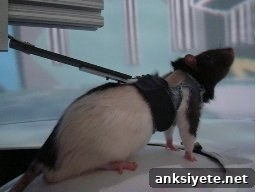 This is a rat in the virtual reality environmant.