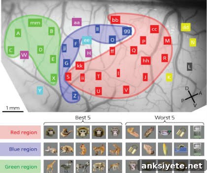 This shows the neuronal activity during the exposure to the images.
