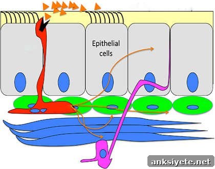 This is a diagram of the airway lining.