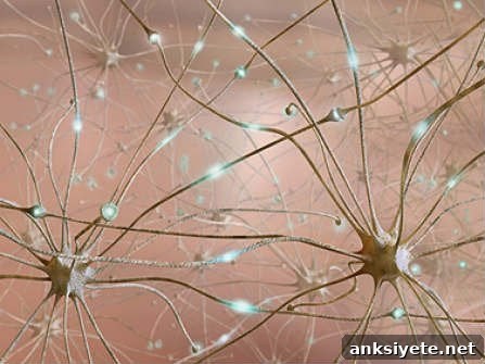 The image shows some neurons.