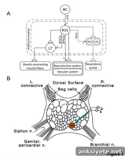 Schematic diagram of the known synaptic connections made by R15 in the abdominal ganglion and the behaviors in which R15 has a potential role.