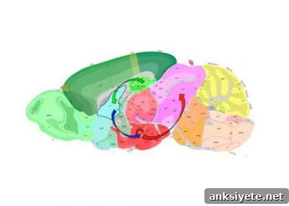 A brain schematic shows the neural circuits.