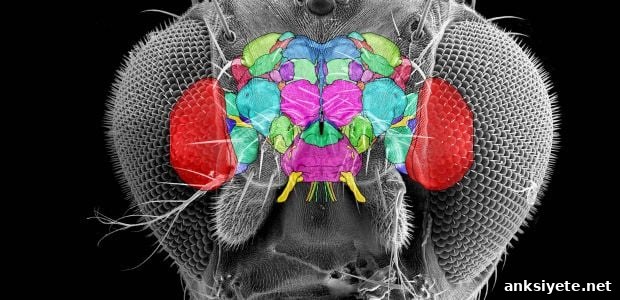 This image shows the neuropils overlapping a fly's head.
