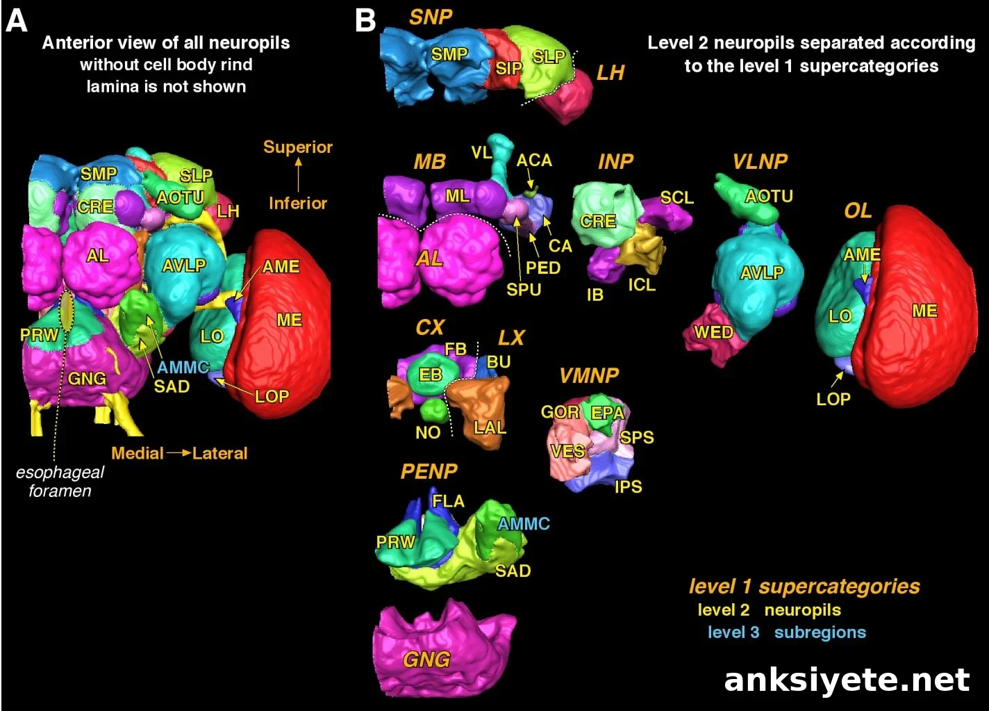 This image shows different parts of the fly brain labeled