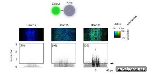 This image shows FRET between neurons.
