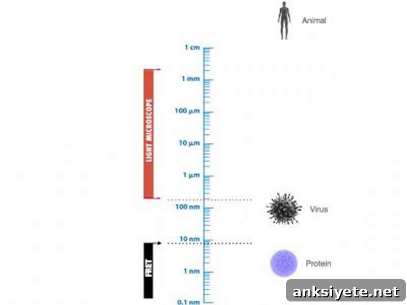 The image shows the size difference between a protein and a human.