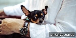 Pets and mental health