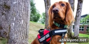 Therapy Dog