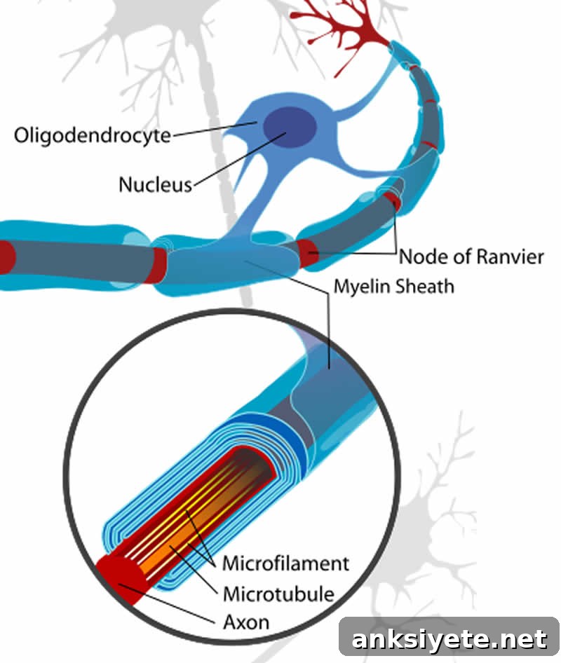 This is a neuron cell diagram, cropped to show oligodendrocyte and myelin sheath.