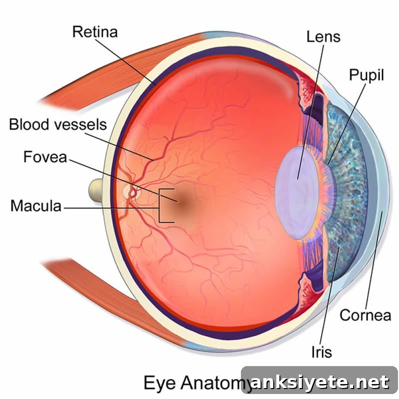 An anatomical diagram of an eye showing the fovea