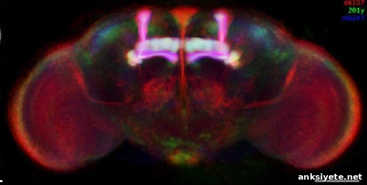 The mushroom bodies are shown here in bright pink.