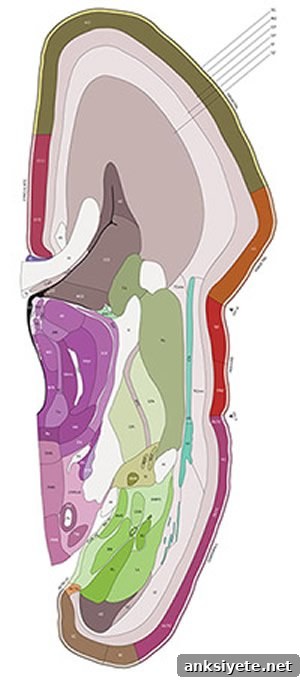 This is a mapped out diagram of the neocortex.