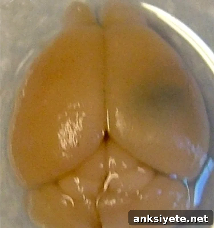 This image shows a rat brain in a dish.