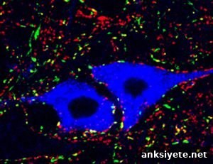 This image shows ankle motor neurons.